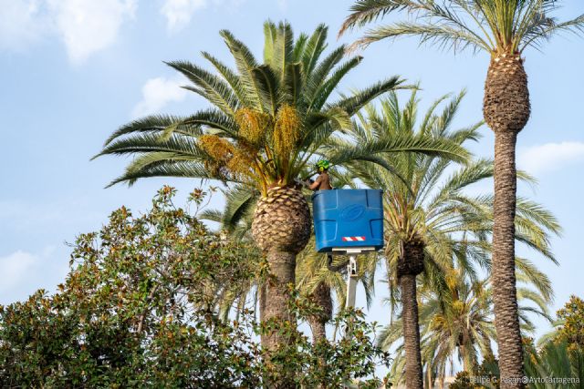 El Ayuntamiento pone a punto las palmeras del centro de la ciudad durante el verano