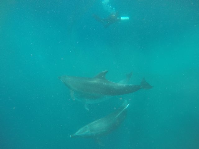 Liberados tres delfines mulares de la almadraba de La Azohía, Cartagena