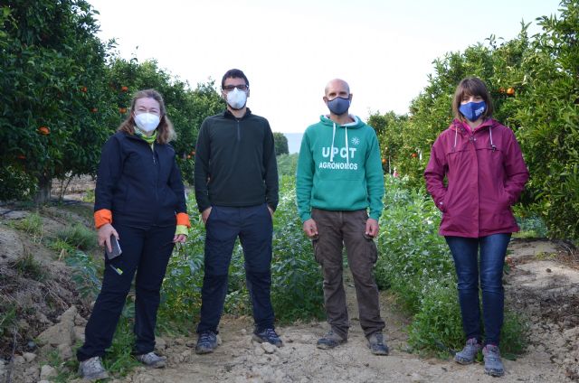 Habas entre mandarinos para aumentar la productividad y reducir la erosión del suelo