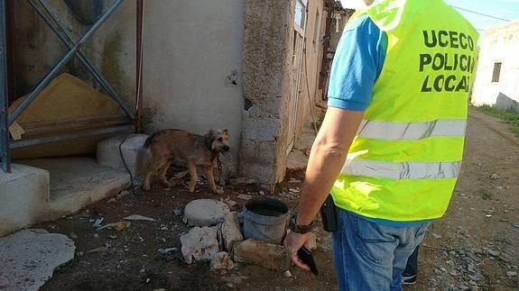 El maltrato y abandono de animales será objeto de un nuevo curso de la ESPAC