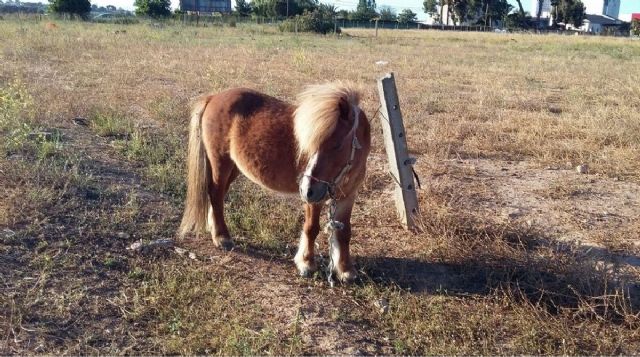 Policia Local de Cartagena rescato este domingo a un poni abandonado en La Palma