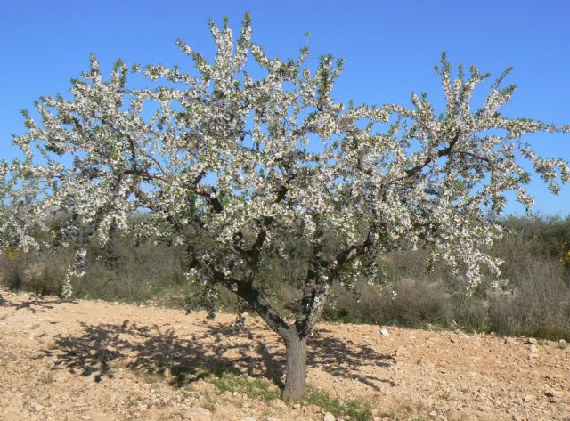 Agricultura analiza la productividad de nuevas variedades de almendro en el Campo de Cartagena como alternativa a otros cultivos