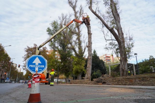 Jardines poda y sustituye los eucaliptos junto al parque de Los Juncos