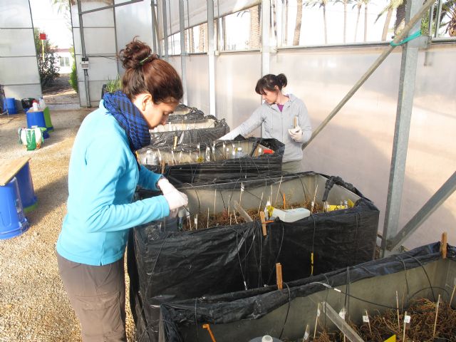 Una planta piloto de la UPCT con humedales artificiales reducirá la entrada de nutrientes al Mar Menor
