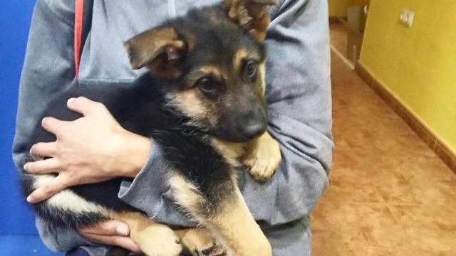 La Policia Local de Cartagena rescata dos cachorros presuntamente maltratados