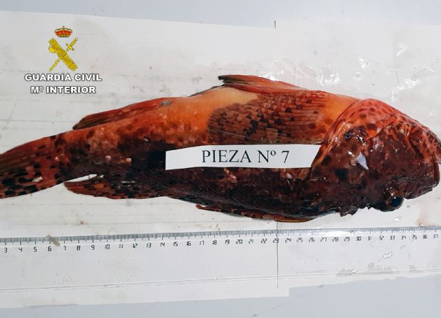 La Guardia Civil sorprende a dos pescadores furtivos en La Azohía-Cartagena