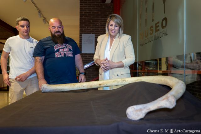 Una costilla completa de mamut hallada en Cueva Victoria se incorpora al Museo Arqueológico Municipal