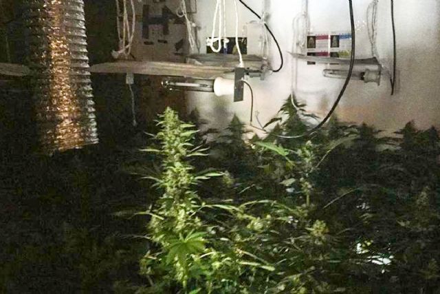 La Policía Local de Cartagena detiene al presunto responsable de una plantación de marihuana en Pozo Estrecho
