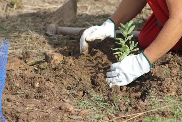 Voluntarios plantan un pequeño jardín para polinizadores que rinda homenaje a los antepasados en La Magdalena, Cartagena