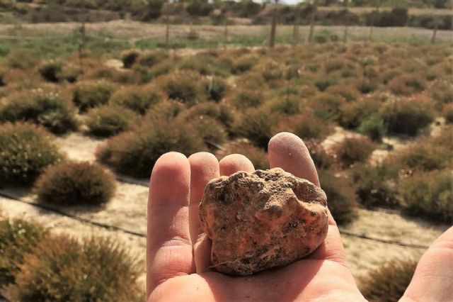 El Ayuntamiento cederá una parcela en Tallante para cultivo experimental de trufa del desierto