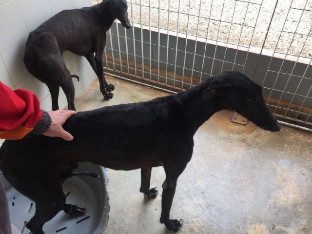 Policia Local y Bomberos rescatan a dos galgos del interior de un embalse en La Aljorra