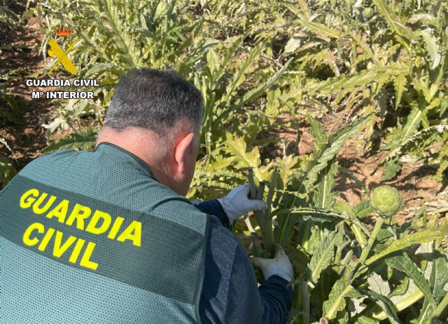 La Guardia Civil desmantela en Cartagena un grupo delictivo que sustraía alcachofas