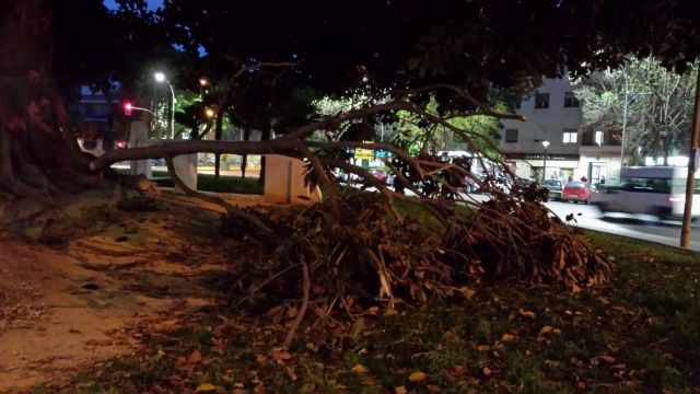 MC insta al Gobierno a aumentar el seguimiento y mantenimiento de los ficus del municipio
