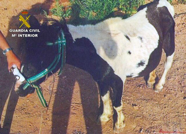 La Guardia Civil investiga a tres personas por el abandono de un poni que deambulaba desorientado por la carretera
