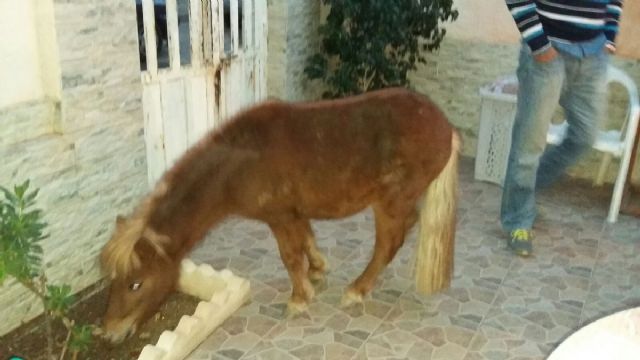 La Policia Local de Cartagena rescata a un poni abandonado