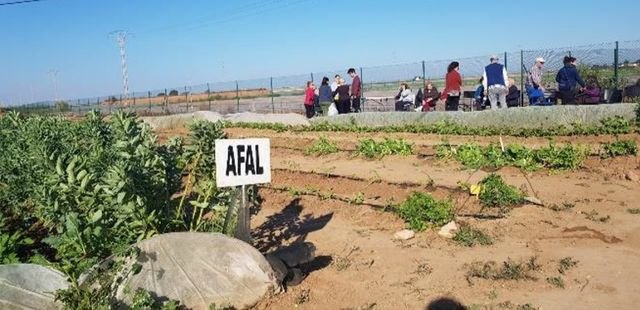 Familiares y personas con Alzheimer de la asociación AFAL Cartagena y comarca han comenzado esta tarde a recolectar los productos hortícolas