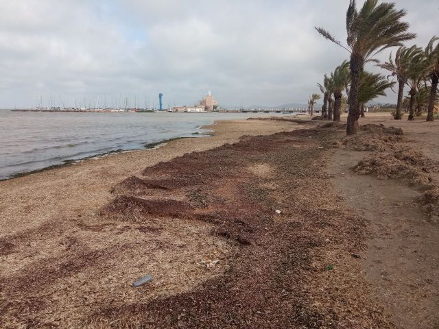 Unidas Podemos denuncia la falta de retirada de biomasa en la playa de Los Urrutias