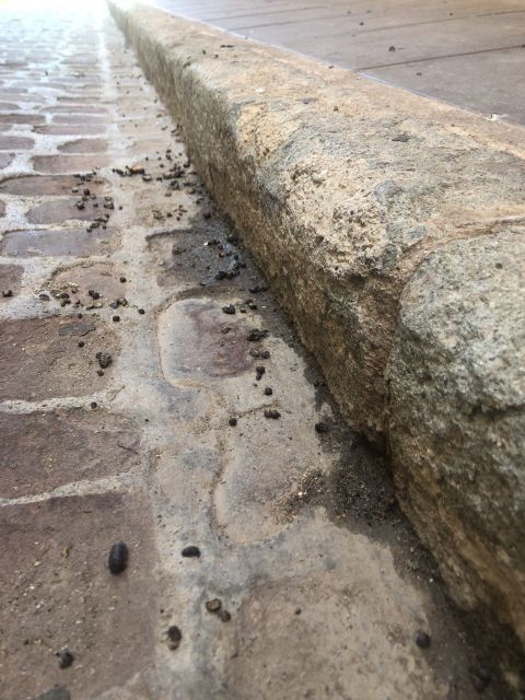 MC exigirá soluciones ante la plaga de insectos que afecta a todo el municipio