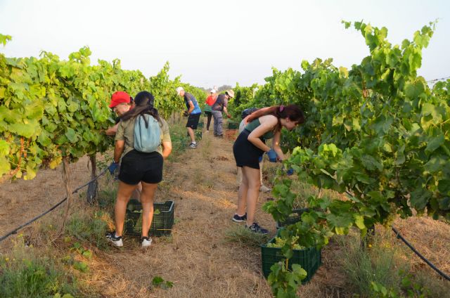 La vendimia de la UPCT permitirá estudiar las ventajas de sombrear con paneles solares los viñedos