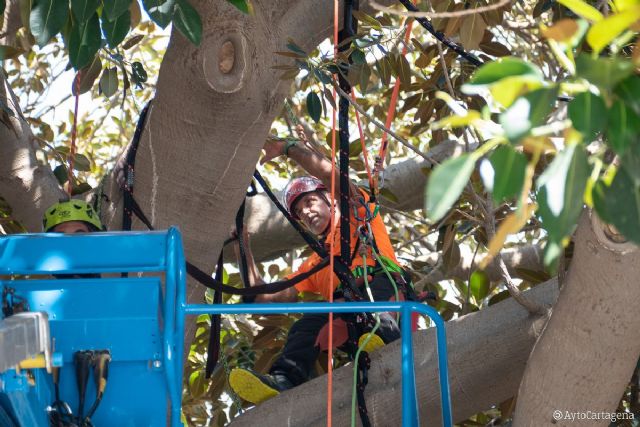 Parques y Jardines prueba la sustentación artificial en los ficus de la Plaza San Francisco