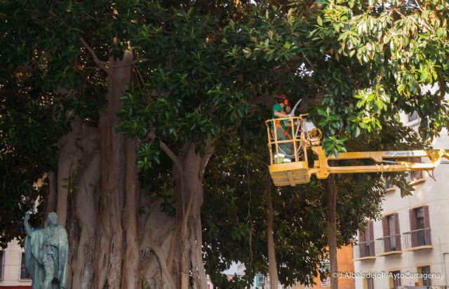 Infraestructuras poda los ficus centenarios de Cartagena