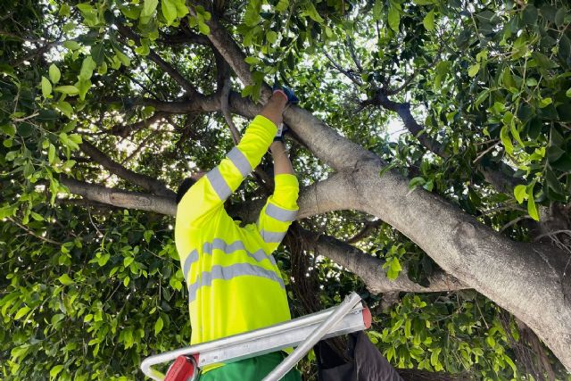 Comienza la campaña municipal de control biológico de plagas en Cartagena