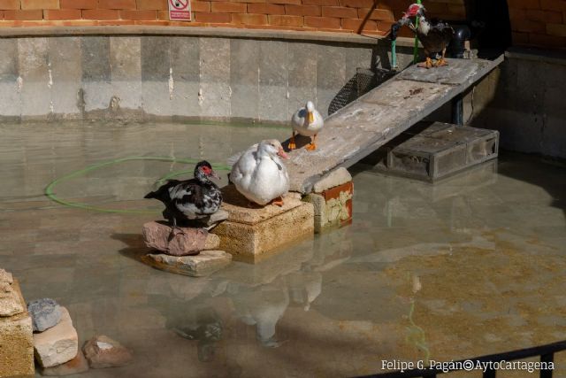 Los patos del Parque Torres vuelven a chapotear en su estanque