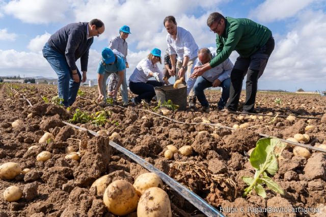 El Ayuntamiento defiende la patata temprana con apoyo a los productores, el impulso de la investigación y la promoción de su consumo