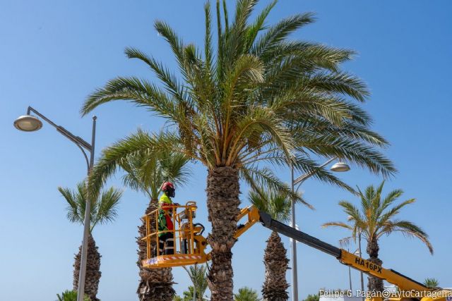 El Ayuntamiento refuerza el litoral oeste con la reposición de 50 palmeras en La Azohía e Isla Plana