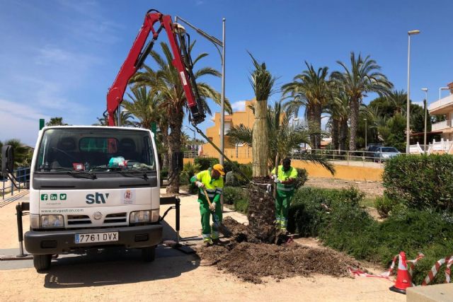 Comienza la plantación de 50 nuevas palmeras en La Azohía e Isla Plana