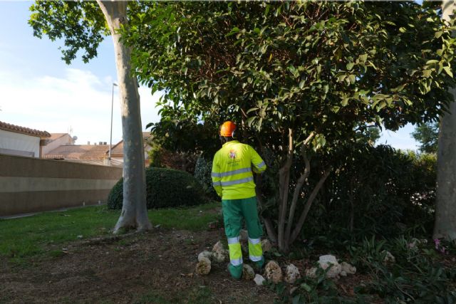 El Ayuntamiento de Cartagena refuerza el riego de ficus monumentales durante el verano