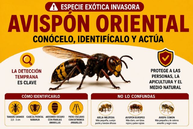 El Ayuntamiento edita un cartel informativo para identificar al avispón oriental y activa un correo para que los ciudadanos comuniquen avistamientos