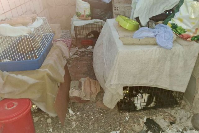 Ayuntamiento y protectoras rescatan a 24 gatos hacinados en unas ruinas de La Asomada