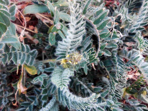 El viernes se proyectará un documental sobre el Garbancillo de Tallante