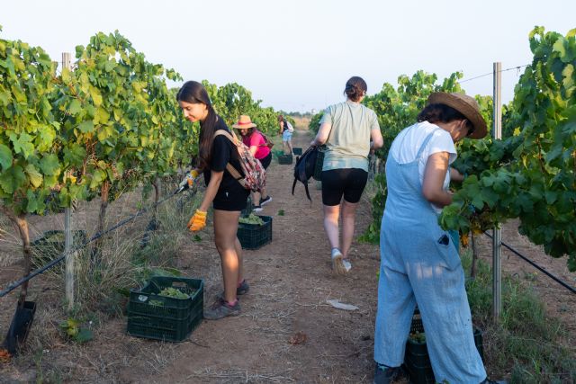 La comunidad universitaria vendimia uva autóctona para elaborar el vino Tomás Ferro y testar la ´variedad´ enovoltaica