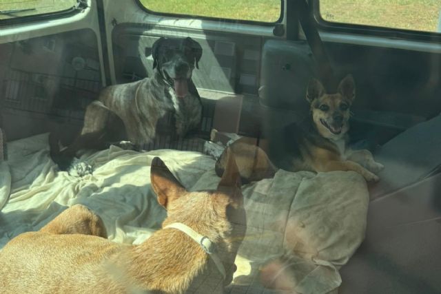 Policía Local de Cartagena denuncia al titular de un vehículo estacionado en cuyo interior había cuatro perros