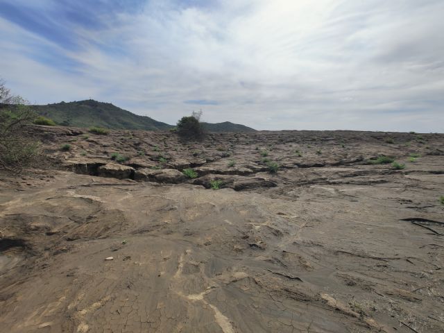 Identifican bacterias y hongos que facilitan la revegetación de antiguas zonas mineras e industriales