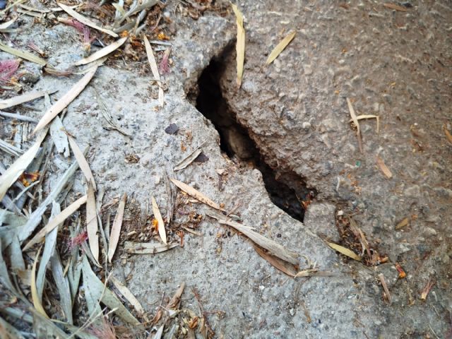 El Partido Cantonal denuncia que las ratas campan a sus anchas por el Barrio de la Conciliación