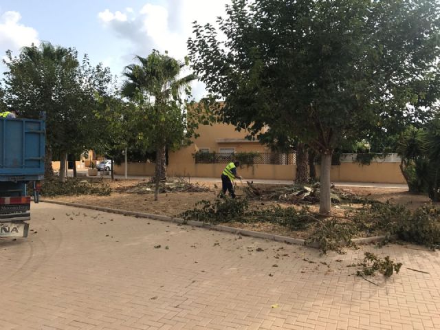 Desarrollo Sostenible continua con las labores de poda en el arbolado del termino municipal
