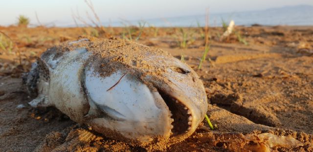 'Muere el Mar Menor y 'La Trinca' calla cómplice'