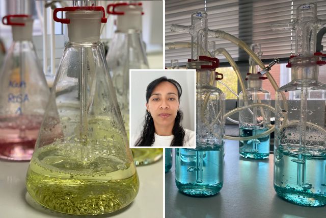 La Cátedra de Medio Ambiente premia el TFM que halló más plásticos en aguas residuales tras el Carnaval