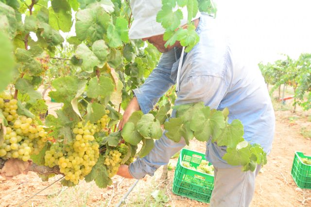Estudiantes, profesores y voluntarios vendimian el próximo martes en los viñedos de la UPCT