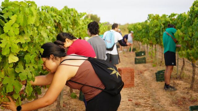 Estudiantes, profesores y PAS vendimian 6.000 kilos de uva merseguera en la finca Tomás Ferro