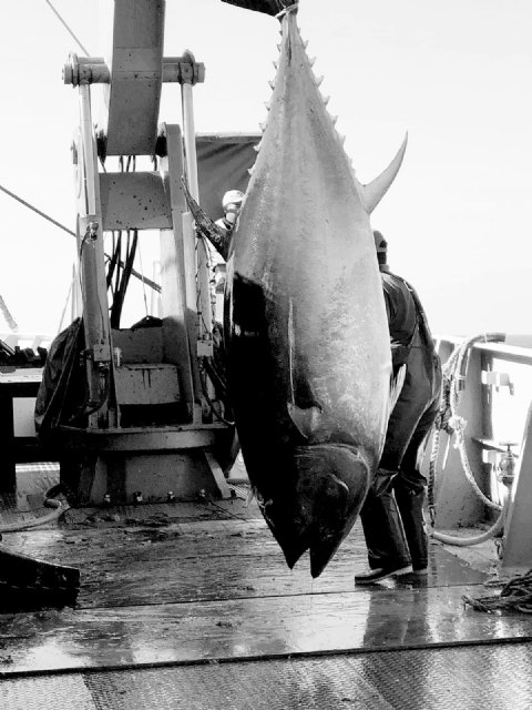'#CARTAGENASIA21'. La primera feria dedicada a conocer el Atún Rojo de Acuicultura de Cartagena