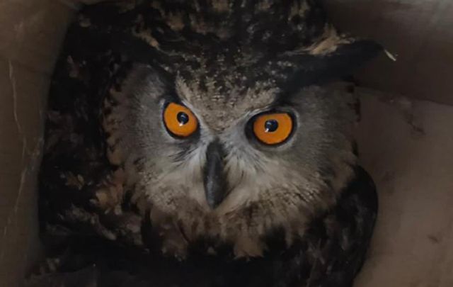 La Policía Local recupera un Búho Real herido en la zona de Lo Poyo