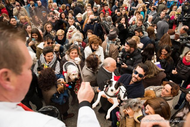 Las fiestas mas animales ponen punto final en San Anton
