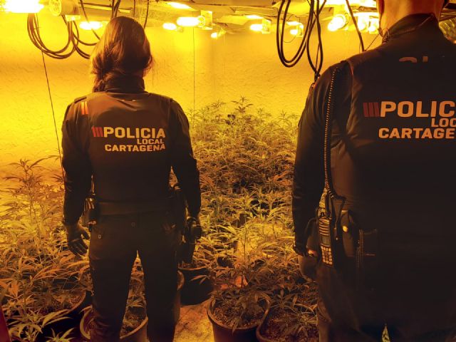 Detenido un individuo en cuya vivienda encontró la Policía Local un centenar de plantas de marihuana