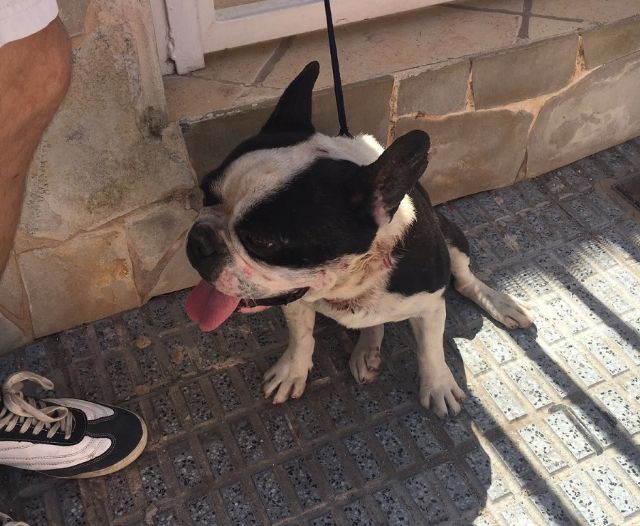 La Policía Local rescata a un perro extraviado y maltratado y lo devuelve a su dueña gracias a las redes sociales