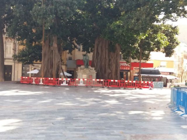 Acordonados de forma preventiva los ficus de la plaza de san Francisco