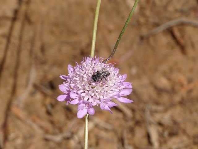 Los jardines de Cartagena se adaptan para garantizar la conservación de los polinizadores